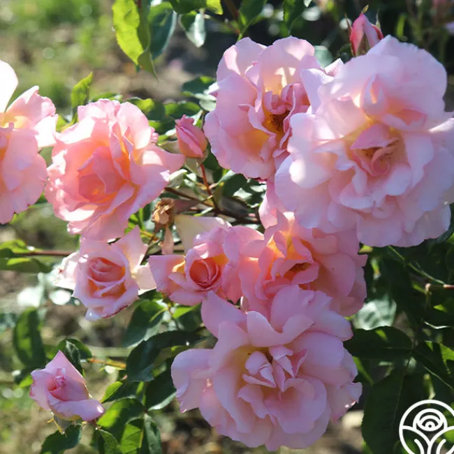 Compassion®>Heirloom Roses