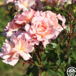 Compassion®><noscript><img width=