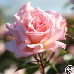 Compassion®><noscript><img width=