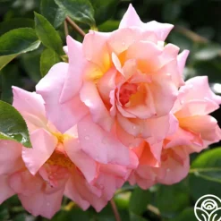 Compassion®><noscript><img width=