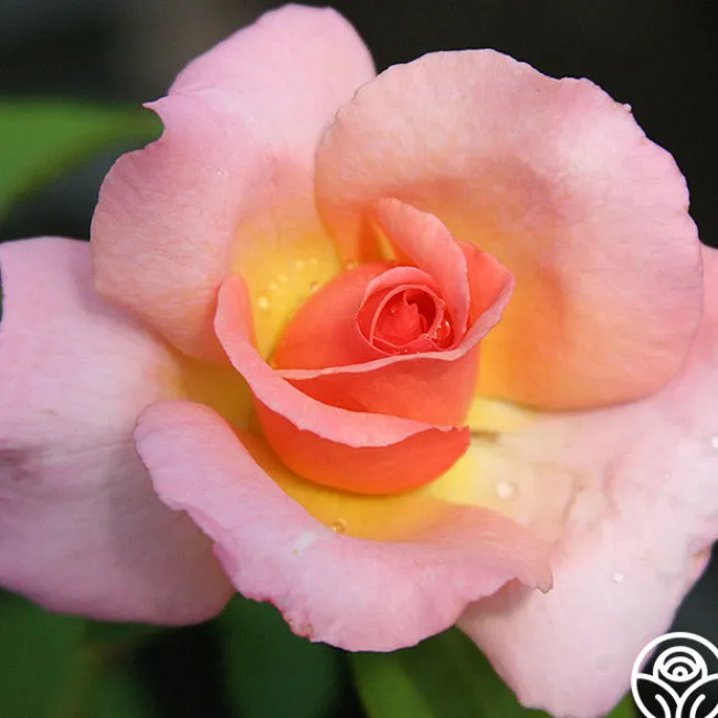 Compassion®>Heirloom Roses