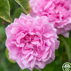 Comte de Chambord>Heirloom Roses Discount