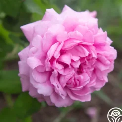Comte de Chambord><noscript><img width=