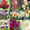 Continuous Bloom Romantic Cottage Bundle>Heirloom Roses Sale