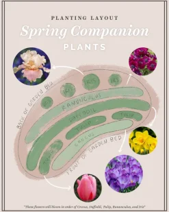 Continuous Bloom Romantic Cottage Bundle>Heirloom Roses Sale