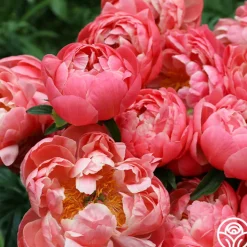 Coral Charm>Heirloom Roses Outlet