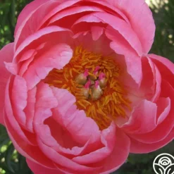Coral Charm>Heirloom Roses Outlet