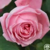 Coral Dawn®>Heirloom Roses Sale