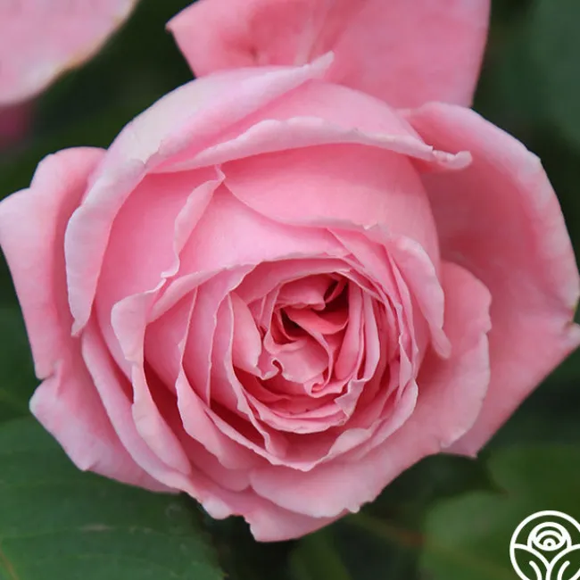 Coral Dawn®>Heirloom Roses Sale