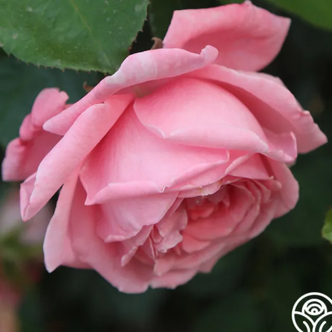 Coral Dawn®>Heirloom Roses Sale