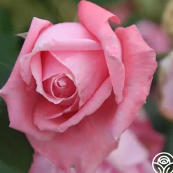 Coral Dawn®><noscript><img width=