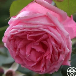 Coral Dawn®><noscript><img width=