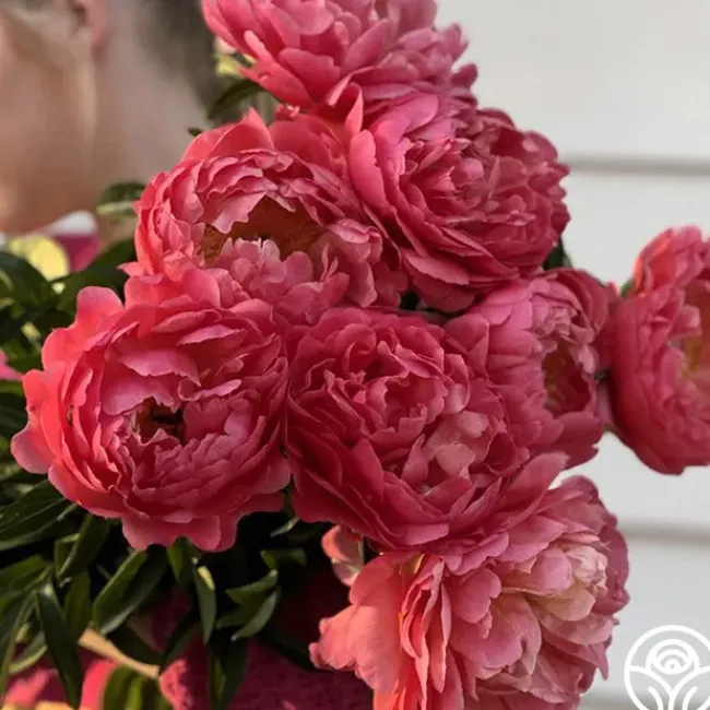Coral Sunset>Heirloom Roses Clearance
