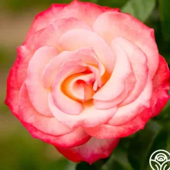 Coretta Scott King>Heirloom Roses Sale