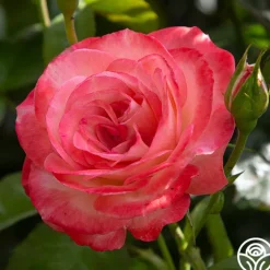 Coretta Scott King><noscript><img width=