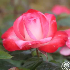 Coretta Scott King><noscript><img width=