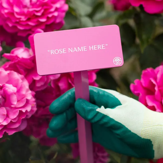 Coretta Scott King Stake>Heirloom Roses Hot