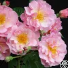 Cornelia>Heirloom Roses New