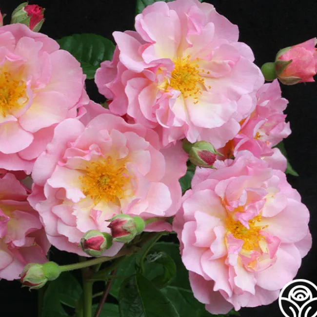 Cornelia>Heirloom Roses New