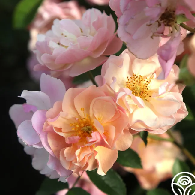 Cornelia>Heirloom Roses New