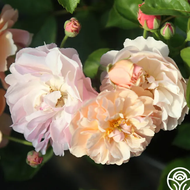 Cornelia>Heirloom Roses New