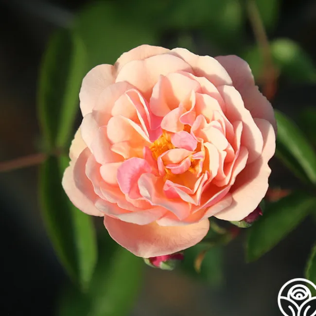 Cornelia>Heirloom Roses New