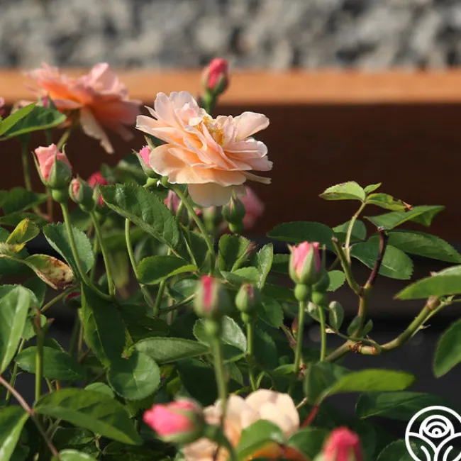 Cornelia>Heirloom Roses New