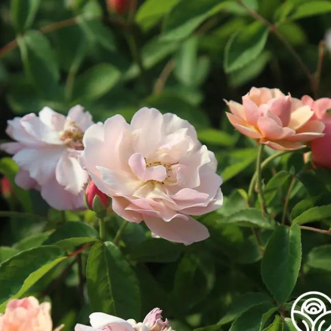 Cornelia>Heirloom Roses New