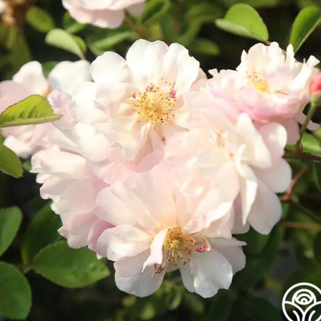 Cornelia>Heirloom Roses New