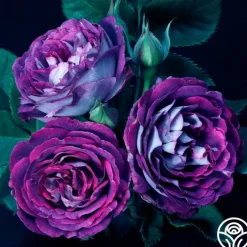 Cosmic Clouds™>Heirloom Roses Clearance