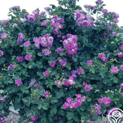 Cosmic Clouds™>Heirloom Roses Clearance