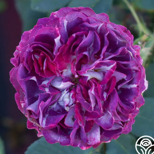 Cosmic Clouds™>Heirloom Roses Clearance