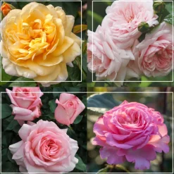 Cottage Garden Collection II>Heirloom Roses Outlet