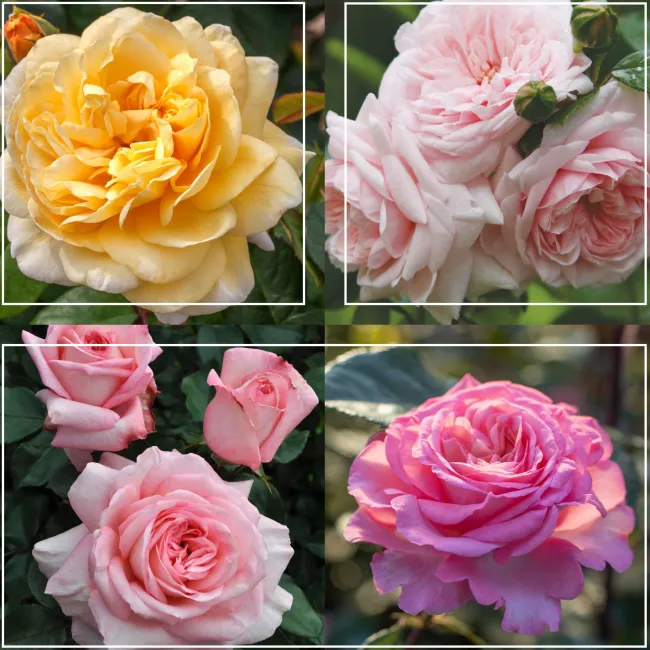 Cottage Garden Collection II>Heirloom Roses Outlet