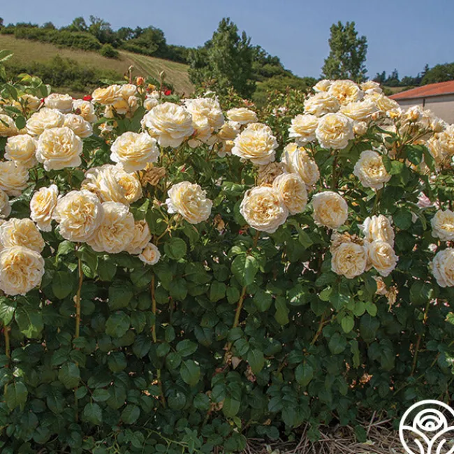 Cottage Garden Collection II>Heirloom Roses Outlet