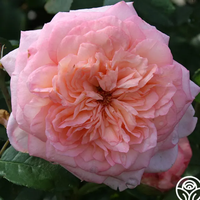 Cottage Garden Collection II>Heirloom Roses Outlet