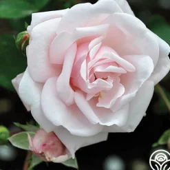 Cottage Garden Collection>Heirloom Roses Best