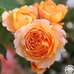 Cottage Garden Collection><noscript><img width=