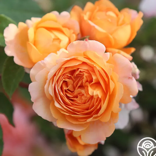 Cottage Garden Collection>Heirloom Roses Best
