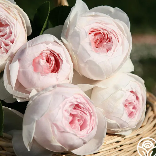 Cottage Garden Collection>Heirloom Roses Best