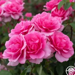 Country Dancer>Heirloom Roses Best