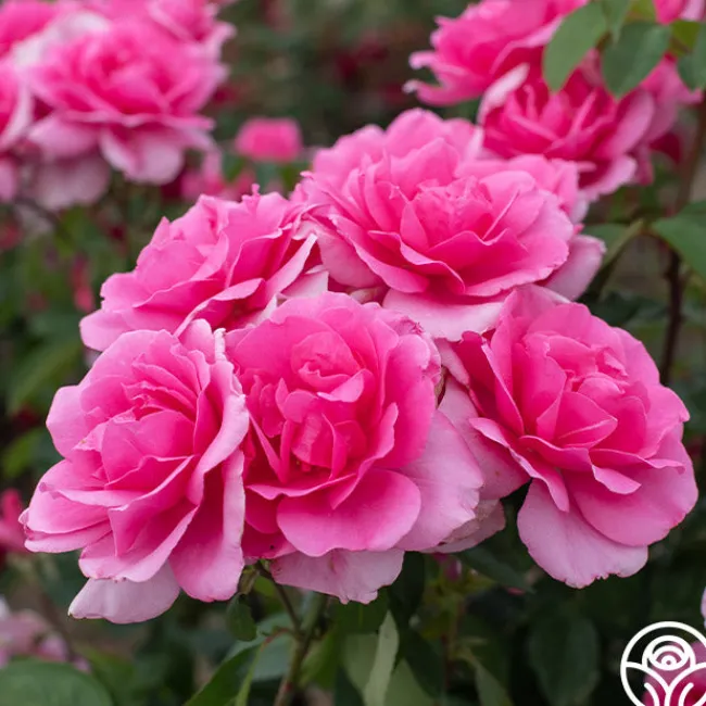 Country Dancer>Heirloom Roses Best
