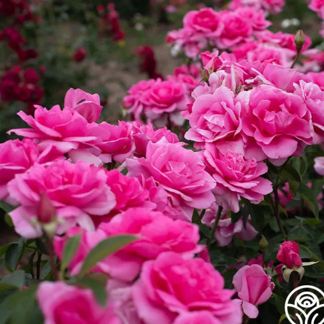 Country Dancer>Heirloom Roses Best