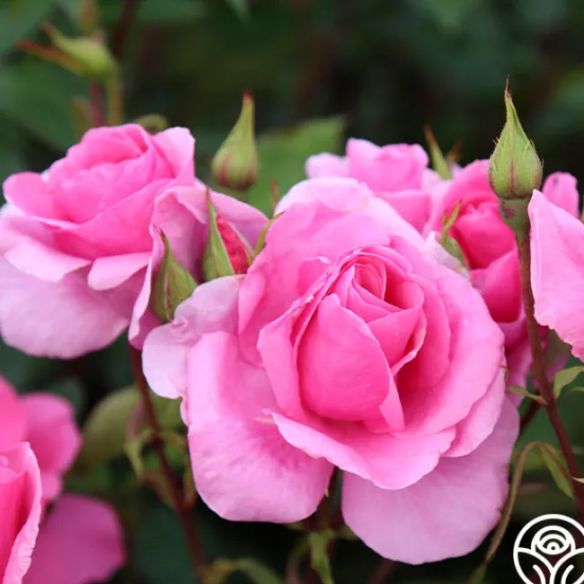 Country Dancer>Heirloom Roses Best