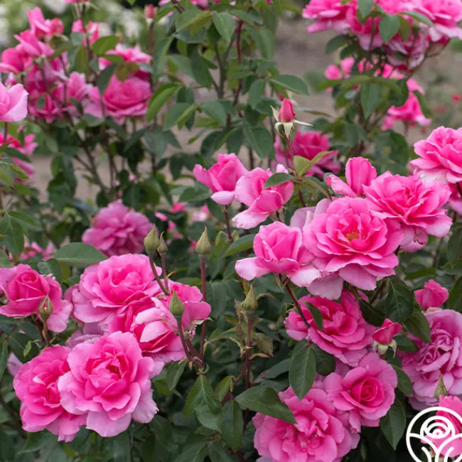 Country Dancer>Heirloom Roses Best