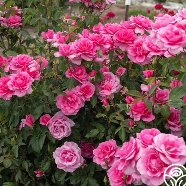 Country Dancer>Heirloom Roses Best