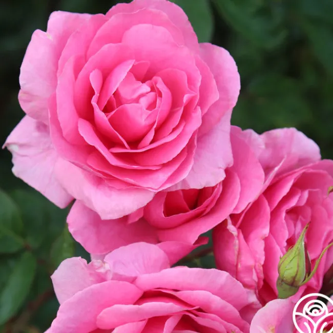 Country Dancer>Heirloom Roses Best