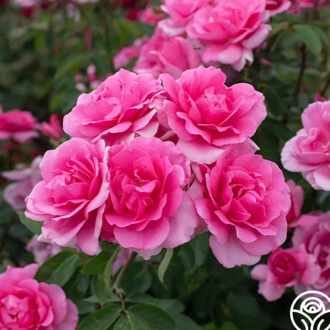 Country Dancer>Heirloom Roses Best