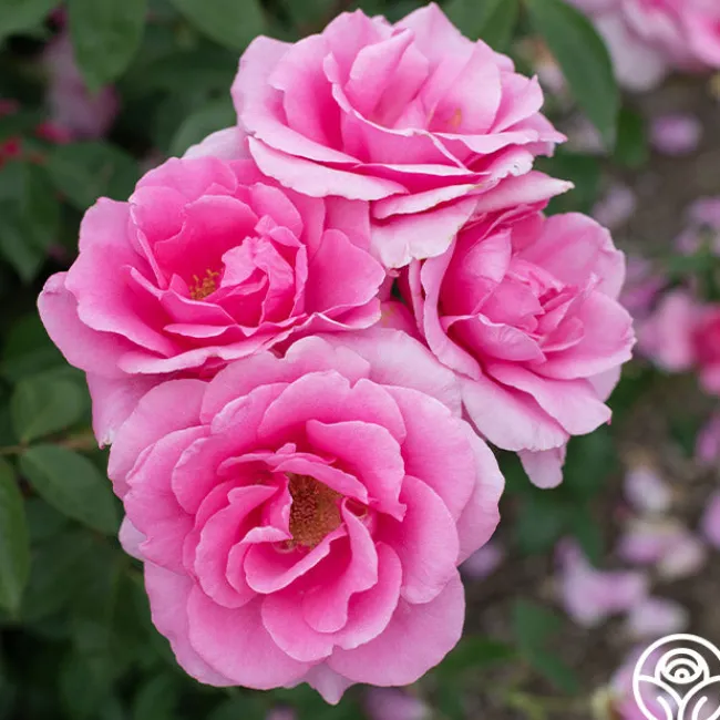 Country Dancer>Heirloom Roses Best