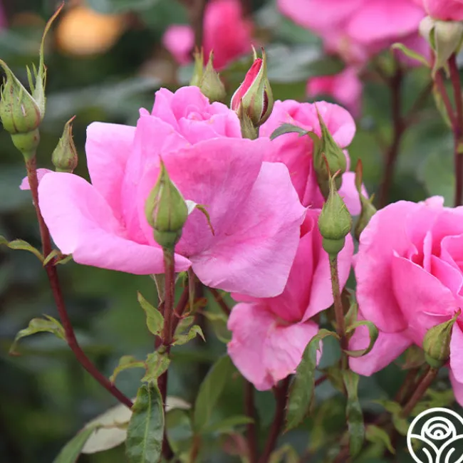 Country Dancer>Heirloom Roses Best